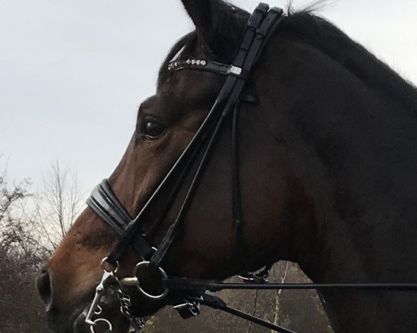 dressage horse Lyon 49 (Württemberger, 2012, from L'espoir)