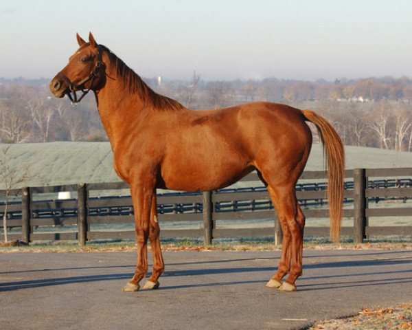 broodmare Aspen Leaves xx (Thoroughbred, 1996, from Woodman xx)