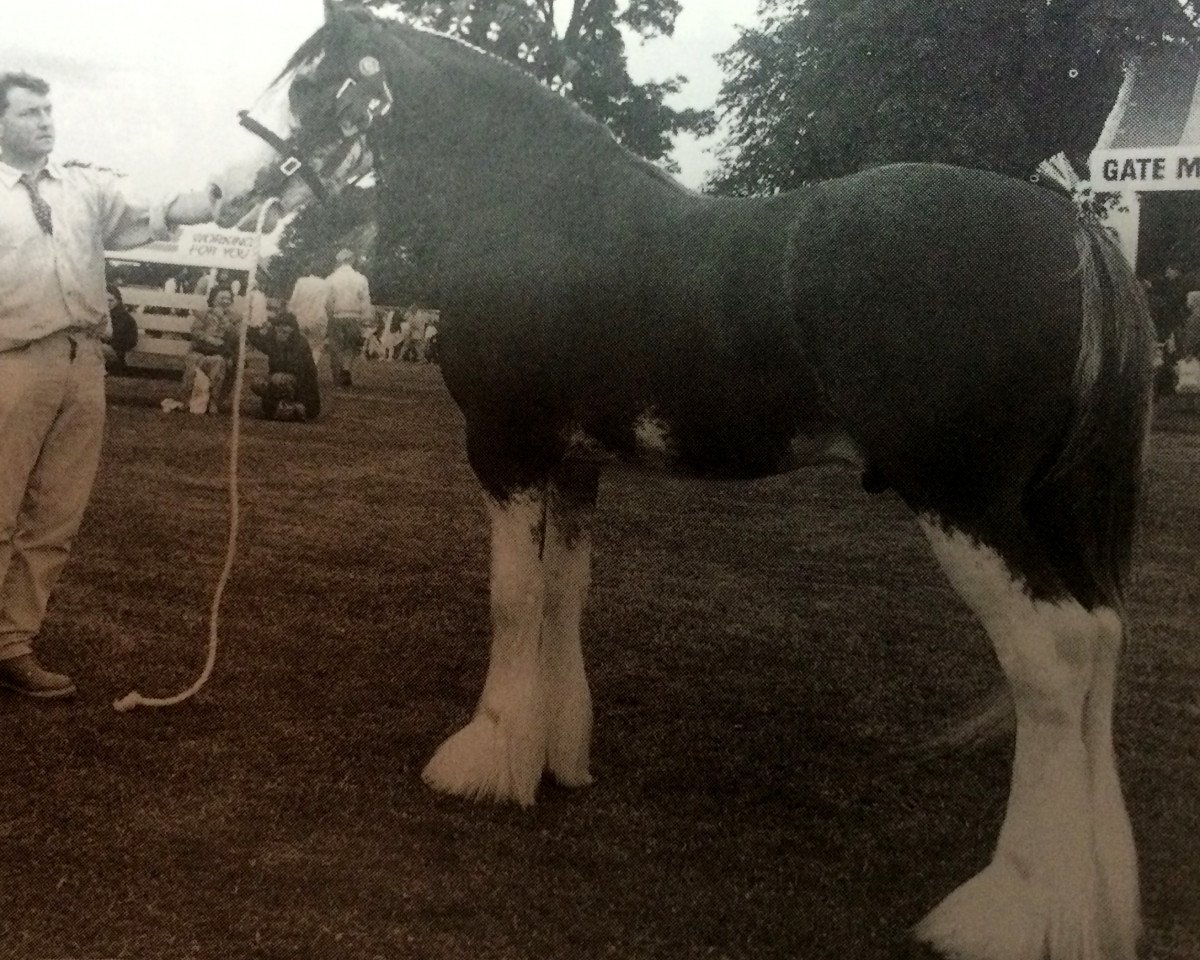 Stallone da monta Greendykes Benjie (Clydesdale, 1994, di Doura Sir Charles)