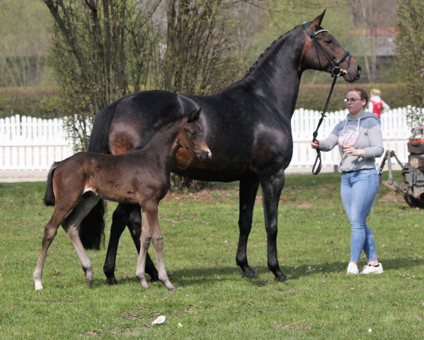 broodmare Fräulein Ria (Hanoverian, 2014, from Franziskus FRH)