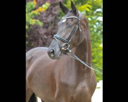 dressage horse Victory of Love (Shetland Pony, 2014, from Viscount 22)