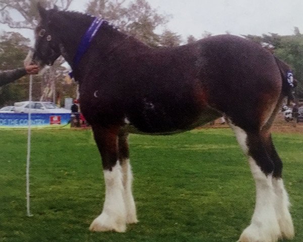 broodmare Valmont La Bella (Clydesdale, 2010, from Valmont Daktari)