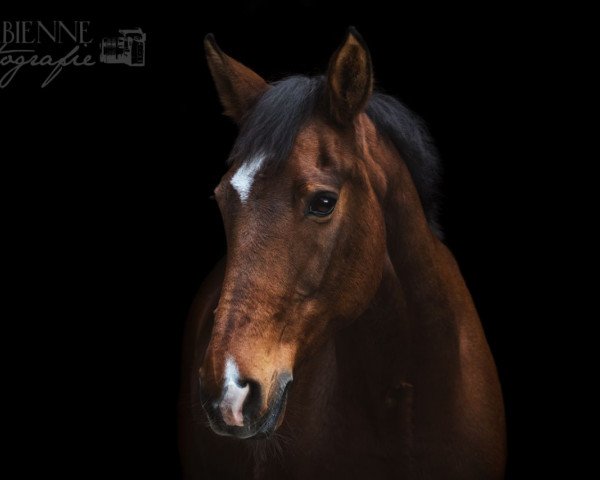 Springpferd Pharao 56 (unbekannt, 1997)