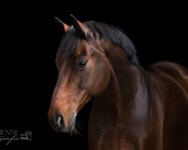dressage horse Dakar M (Rhinelander, 2008, from De Libris)