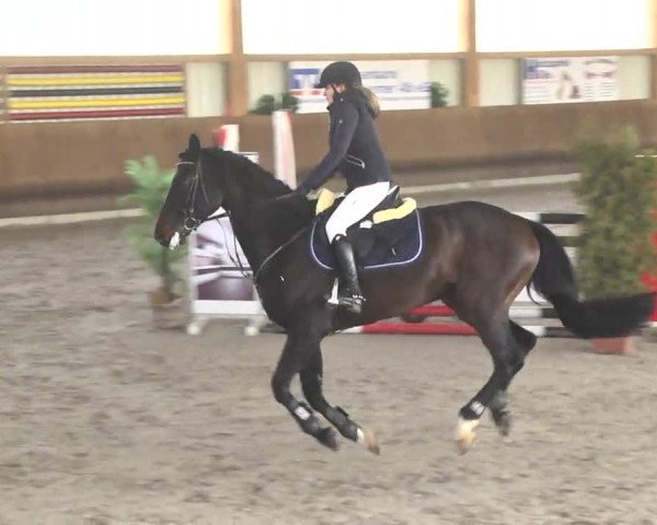 Reitturnier Dettingen 2017