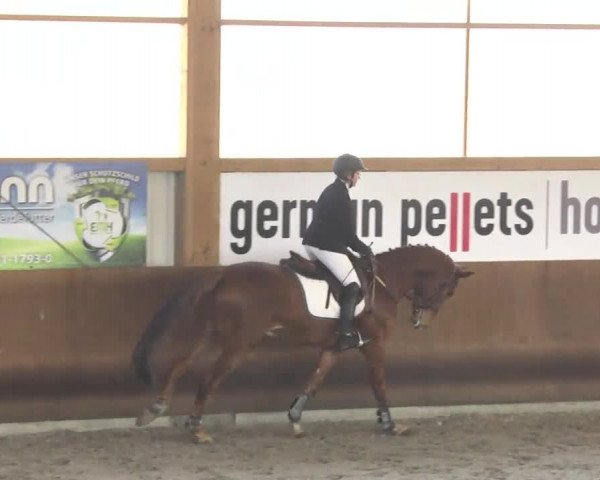 Reitturnier Dettingen 2017