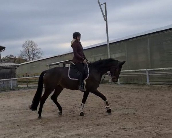 Caballo de Doma Salt Lake 8 (Caballo de montar luxemburgués, 2016, de San Amour I)