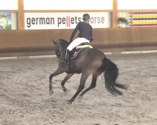 Reitturnier Dettingen 2017