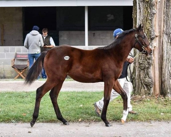 horse American Heiress xx (Thoroughbred, 2018, from American Pharoah xx)