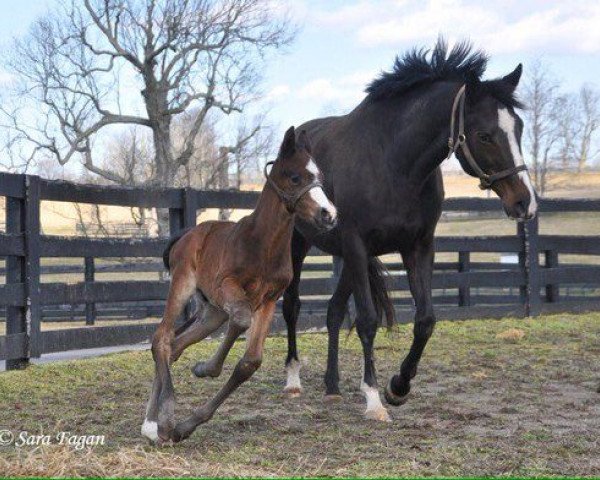 horse Hengst von Kitten´s Joy xx (Thoroughbred, 2016, from Kitten's Joy xx)