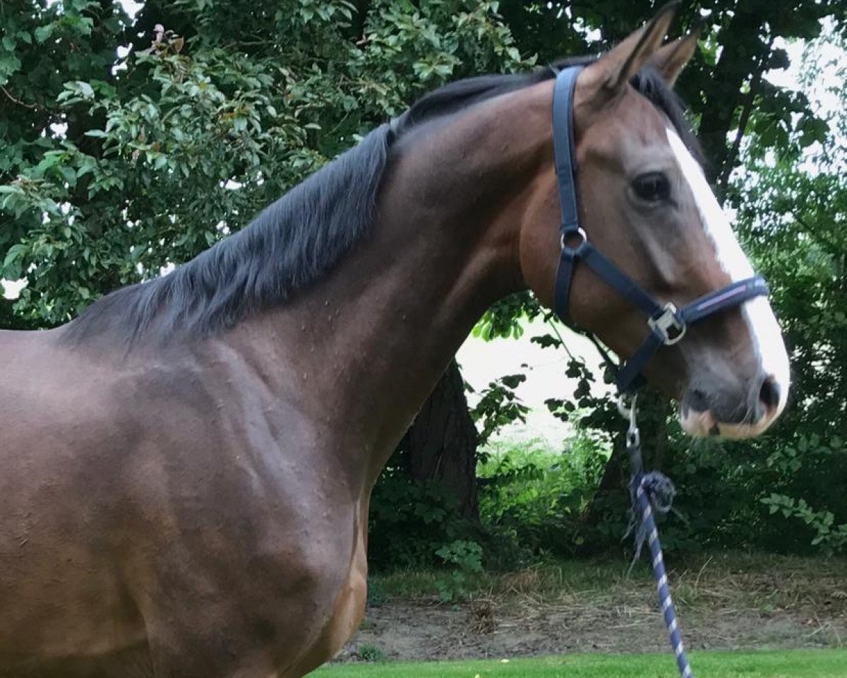 jumper Quisall (Holsteiner, 2016, from Quibery 3)