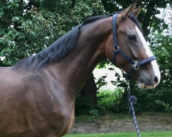 Springpferd Quisall (Holsteiner, 2016, von Quibery 3)