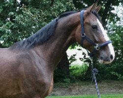jumper Quisall (Holsteiner, 2016, from Quibery 3)