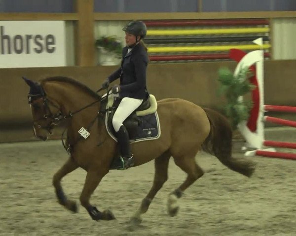 Reitturnier Dettingen 2017