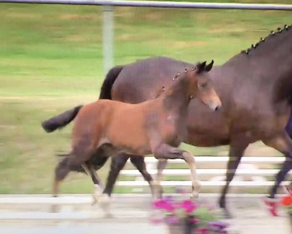 horse Orélie (Oldenburg, 2018, from Quantensprung 3)