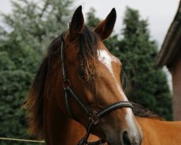 Springpferd Bright Diamond 4 (Westfale, 2014, von Balou du Rouet)