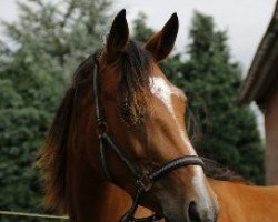 Springpferd Bright Diamond 4 (Westfale, 2014, von Balou du Rouet)