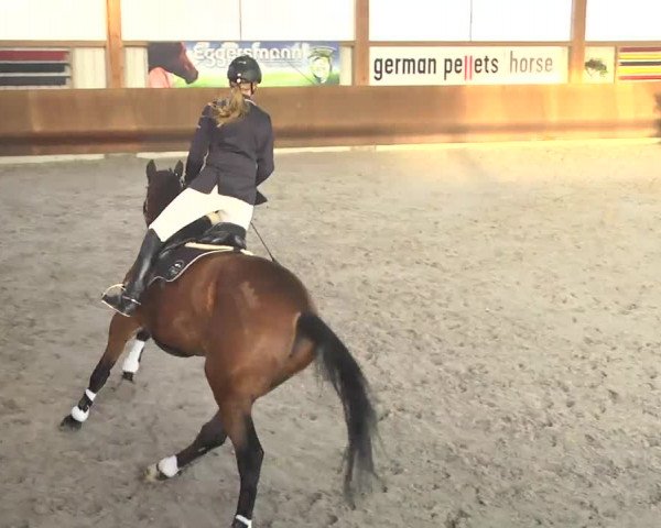 Reitturnier Dettingen 2017