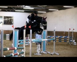 jumper Hazel Grace (Belgian Warmblood, 2009)