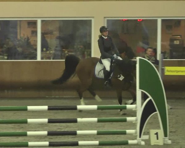 Reitturnier Dettingen 2017