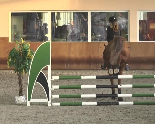 Reitturnier Dettingen 2017