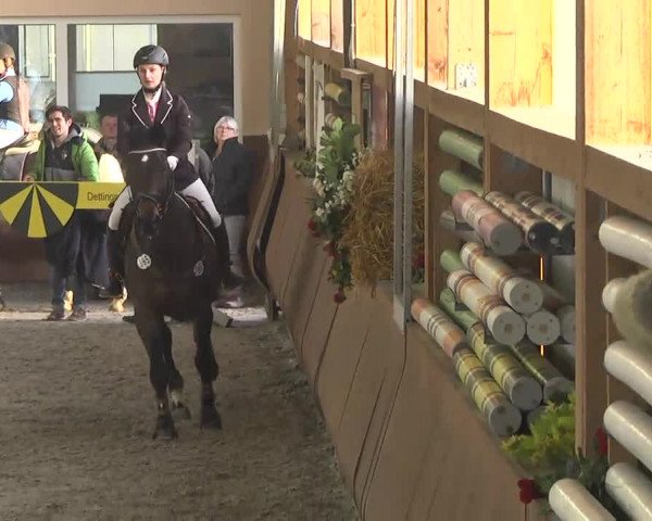 Reitturnier Dettingen 2017