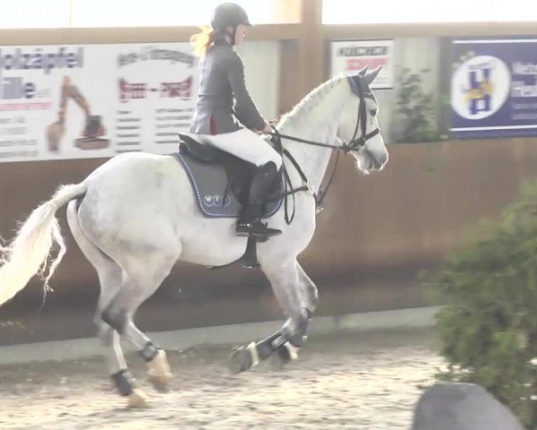Reitturnier Dettingen 2017