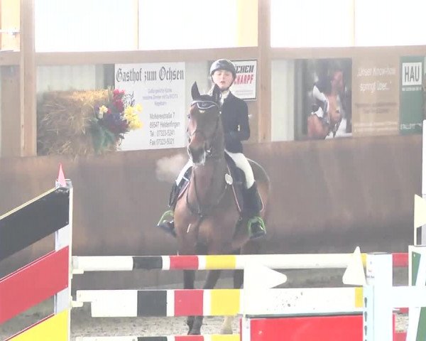 Reitturnier Dettingen 2017