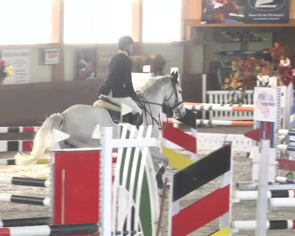 Reitturnier Dettingen 2017