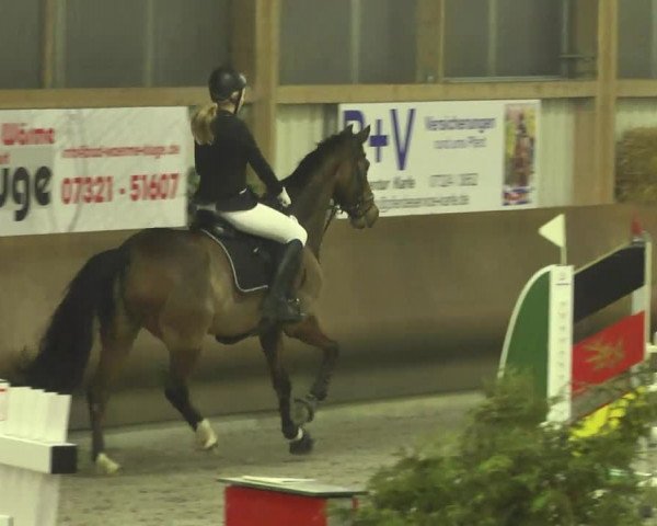 Reitturnier Dettingen 2017