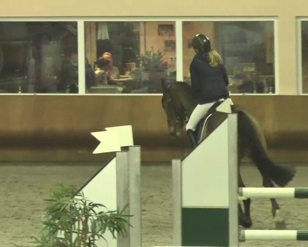 Reitturnier Dettingen 2017