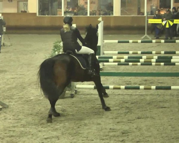 Reitturnier Dettingen 2017