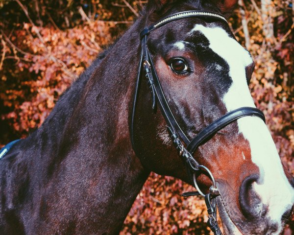 Springpferd Carnute 2 (Westfale, 2001, von Carnute)