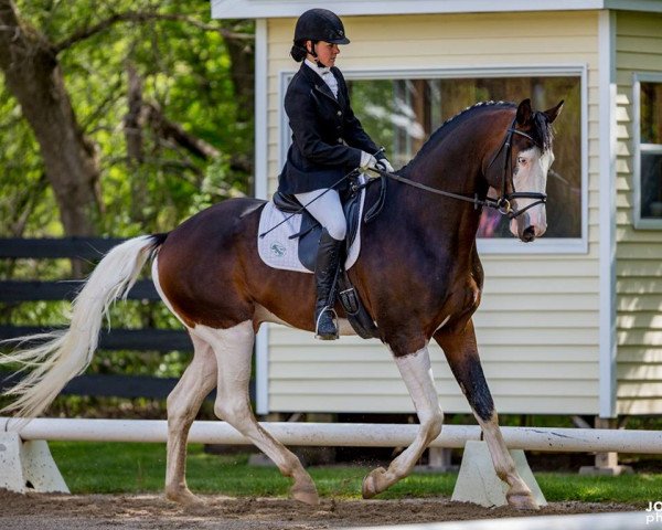 Pferd Cassio's Picasso KD (Trakehner, 2012, von Hirtentanz 2)