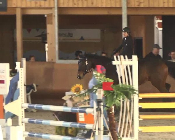Reitturnier Dettingen 2017