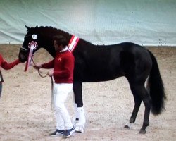 horse Cadiz (Hanoverian, 2016, from Christ)