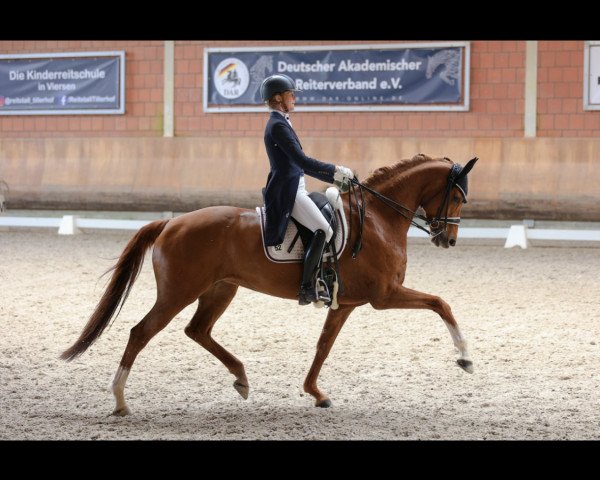 Dressurpferd Dancing Soulmate (KWPN (Niederländisches Warmblut), 2012, von Jazz)