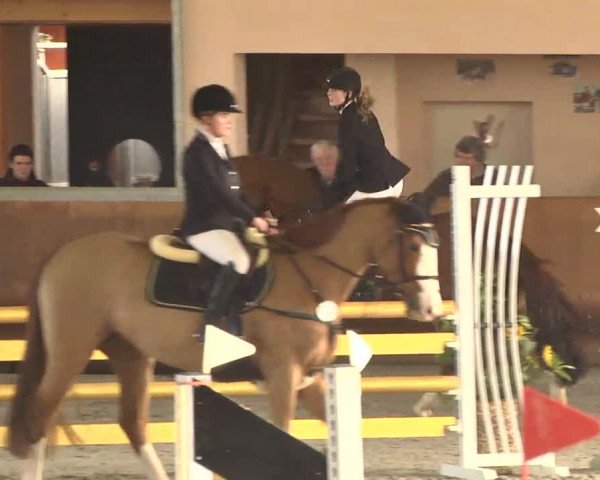 Reitturnier Dettingen 2017