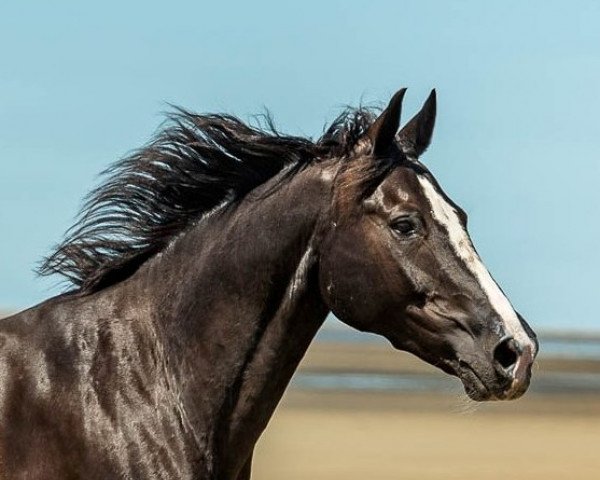 jumper Caruso 295 (Hanoverian, 2000, from Carismo II 123 FIN)