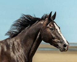 jumper Caruso 295 (Hanoverian, 2000, from Carismo II 123 FIN)