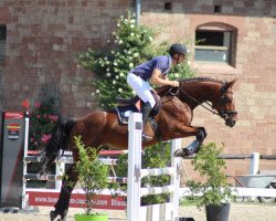 jumper Camoucheur (German Sport Horse, 2016, from Cornets Iberio)