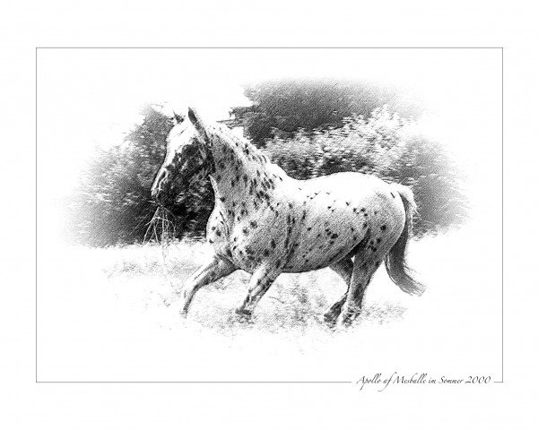 horse Apollo af Mesballe (Appaloosa, 1983, from Oberst af Mesballe) horse Apollo af Mesballe (Appaloosa, 1983, from Oberst af Mesballe)