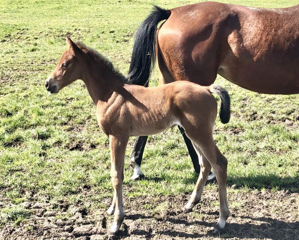 horse Cobi (German Sport Horse, 2021, from Cornetino 231 FIN)