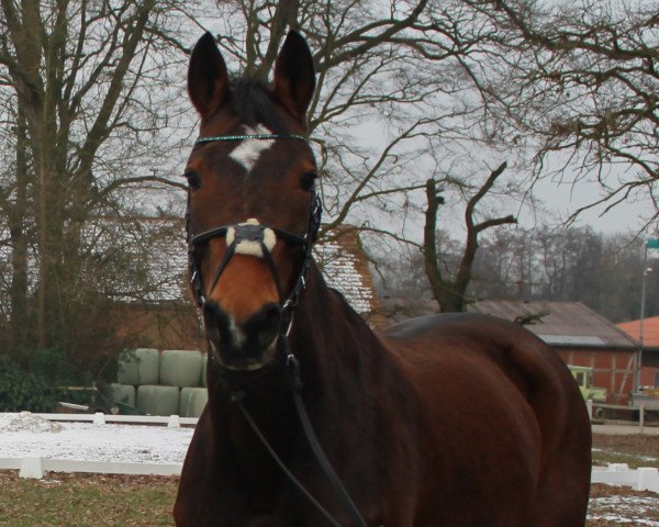 Dressurpferd Bella Rubin (Hannoveraner, 2005, von Brentano II) Dressurpferd Bella Rubin (Hannoveraner, 2005, von Brentano II)
