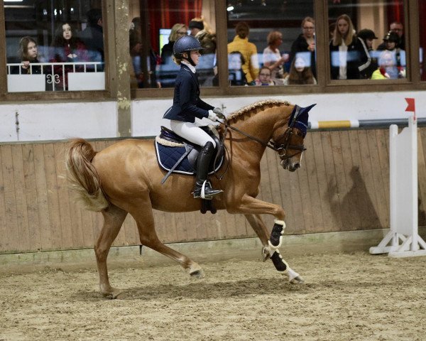 dressage horse Casjopeia (German Riding Pony, 2012, from Coolmen)
