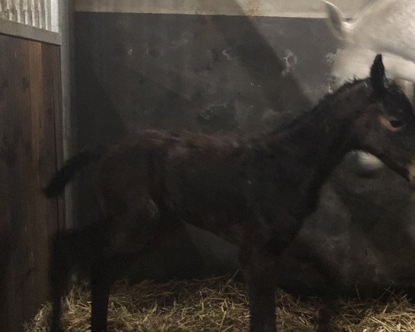 broodmare Hörup (Holsteiner, 2021, from Hardrock Z)