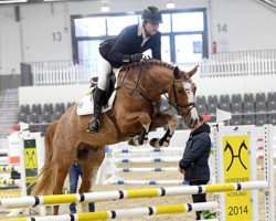 Deckhengst Balou forever (Hannoveraner, 2014, von Balou du Rouet)