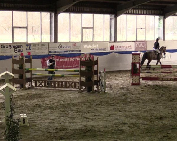 Hallenspringturnier Münster-Albachten 2017