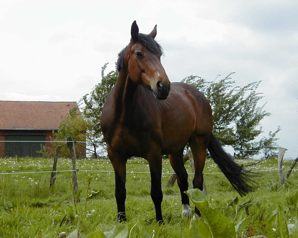 Broodmare Marlchen (Hanoverian, 1992, from Maurice)