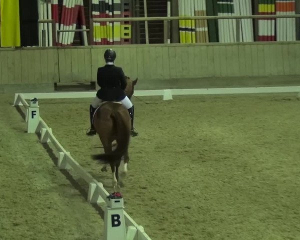 Reitturnier Heidelberg-Kirchheim 2017